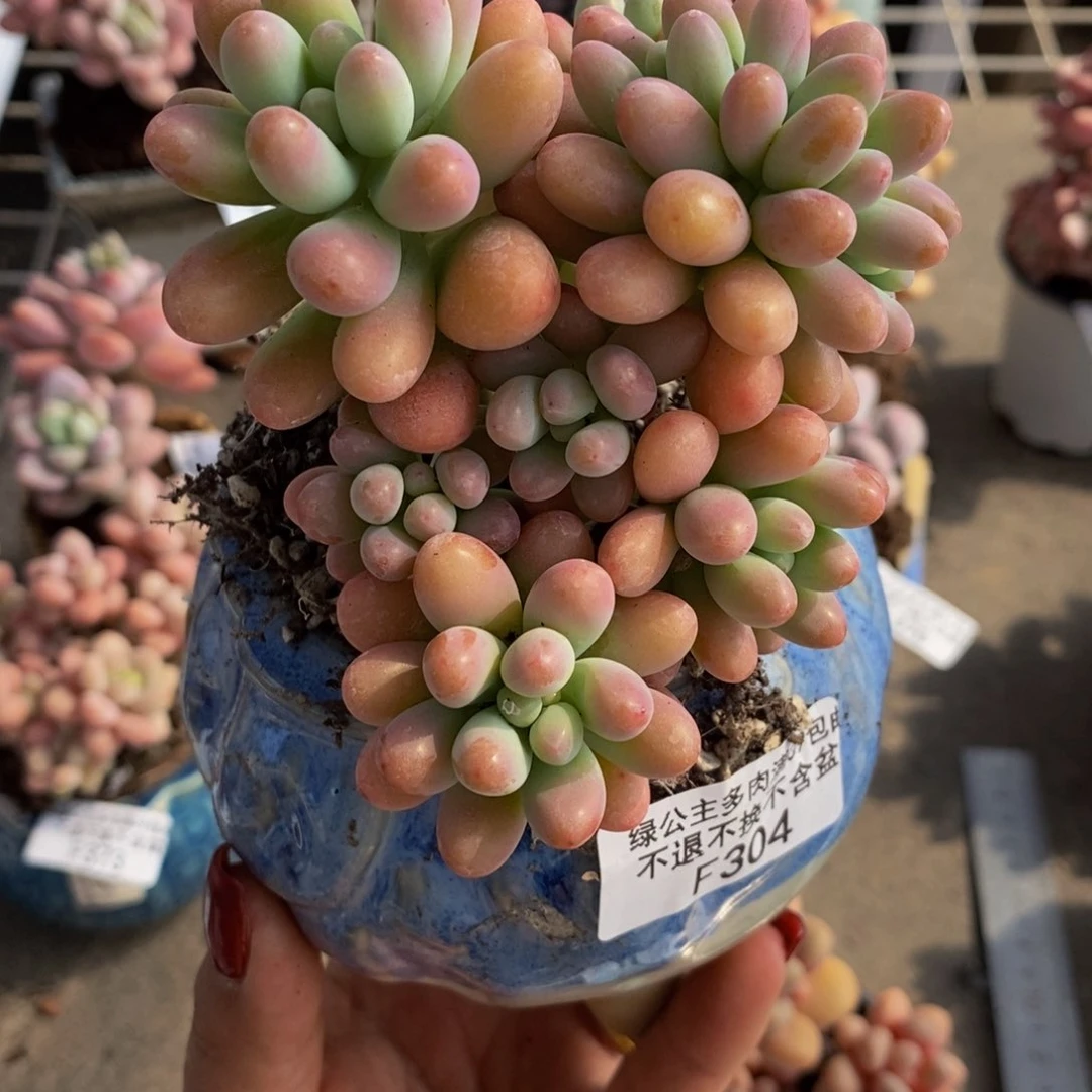 匆****?派大星304/8cm多肉