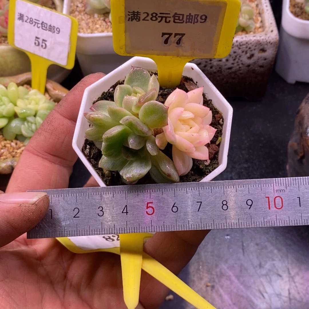 977老桩冰魄石化锦…………