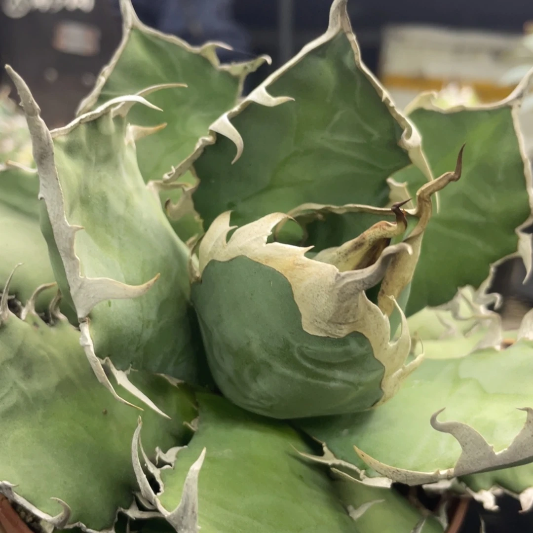 野二2300000000000000