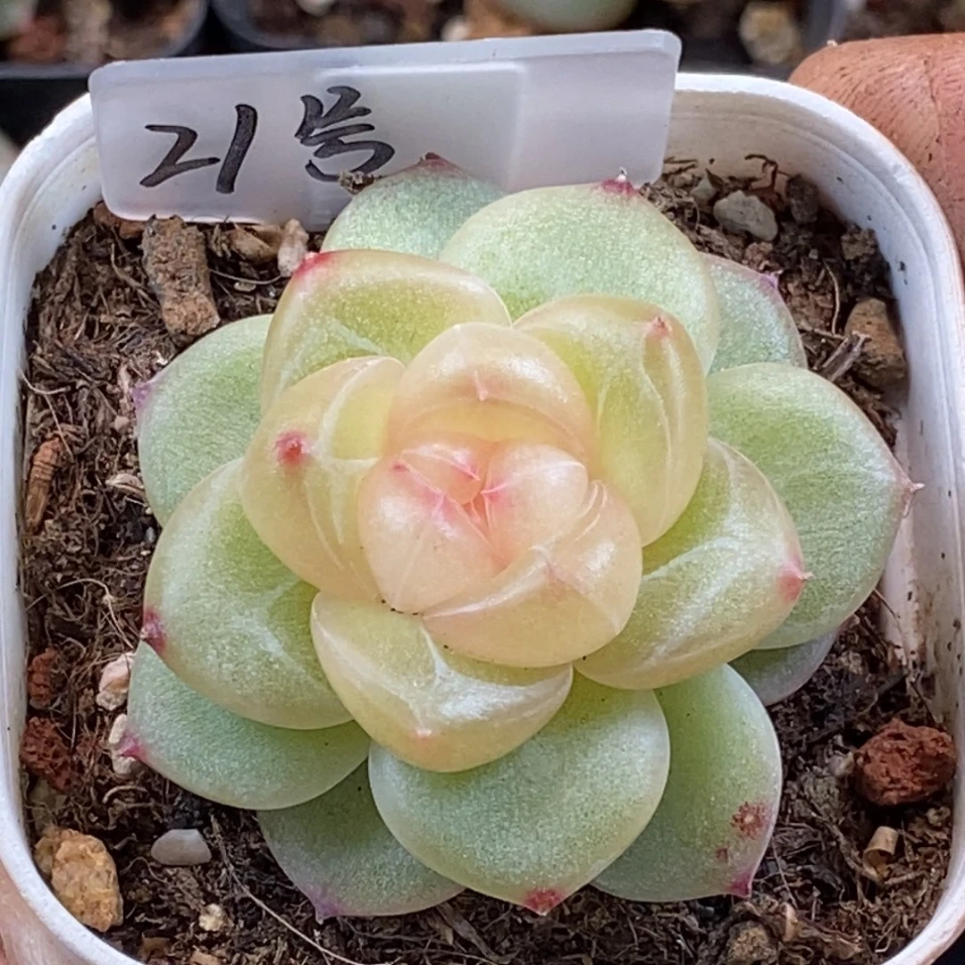 天官赐福百无禁忌