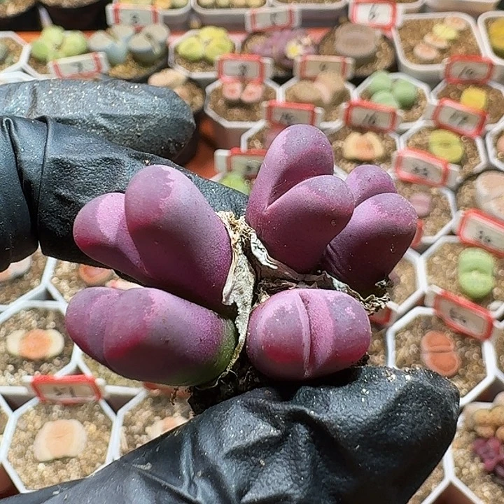 生石花22:：。生。  12