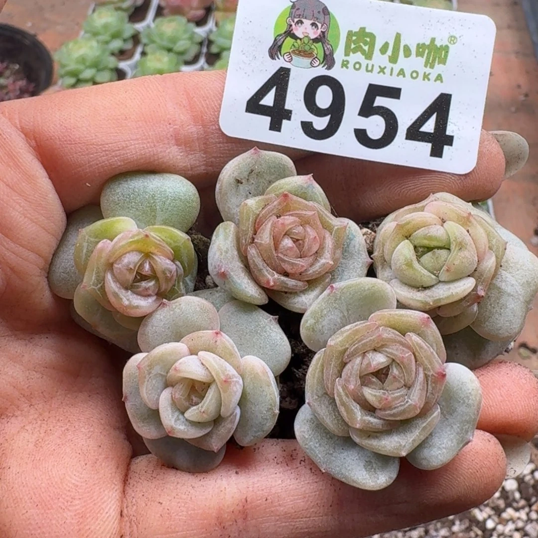 多肉植物多肉植物