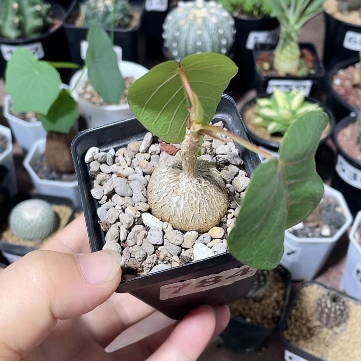 784红脉榕块根植物