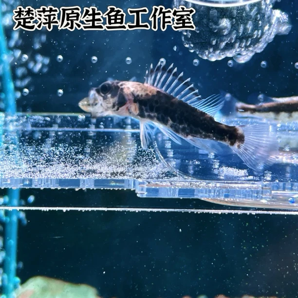 长体鳜鳜鱼凶猛稀有长体鳜纯野凶猛鳜鱼