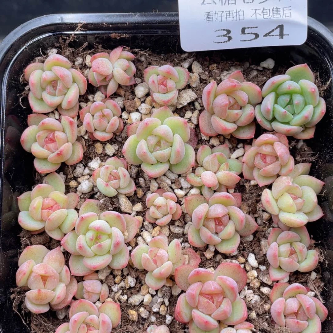 云糖心多肉植物354