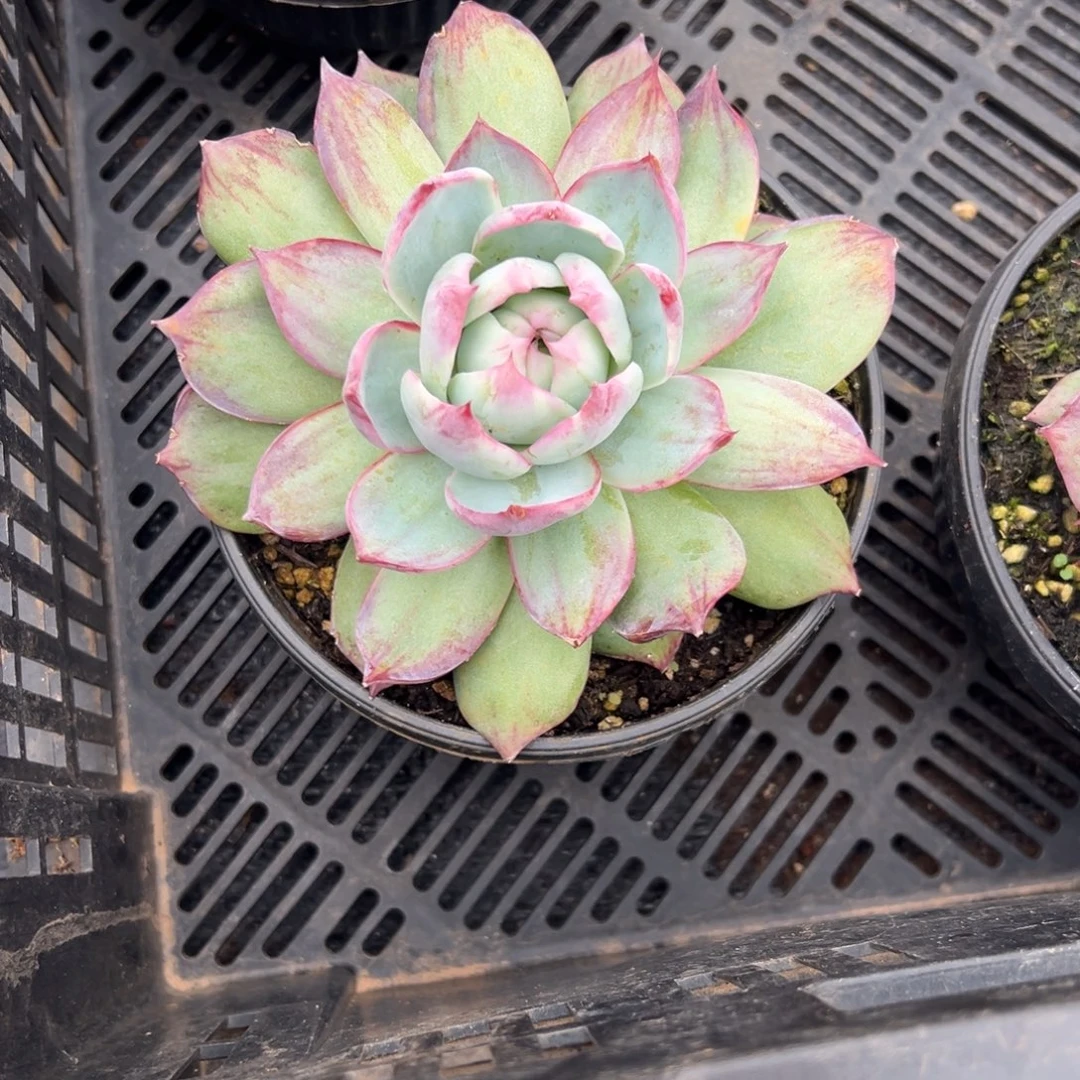 多肉植物单头惊鸿仙子