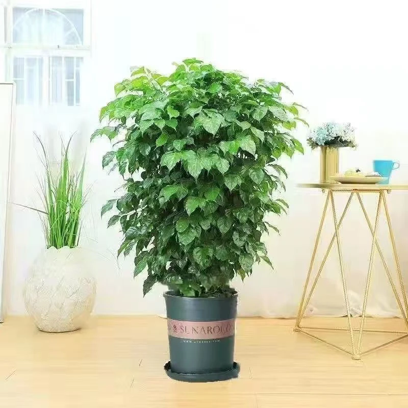 -1.5米大2层幸福树绿宝树室内大型绿植四季常青净化空气