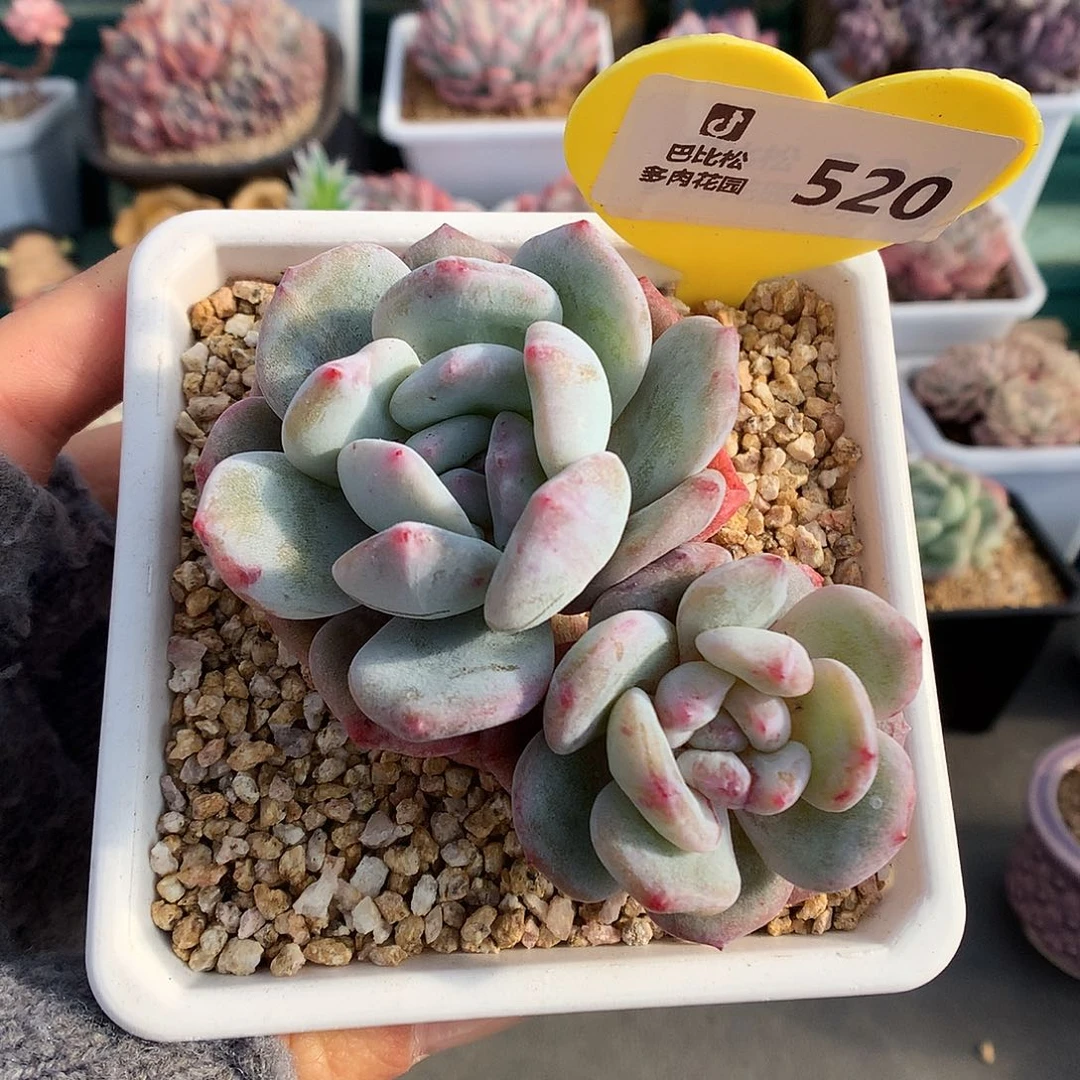 520梦露石化双头多肉植物