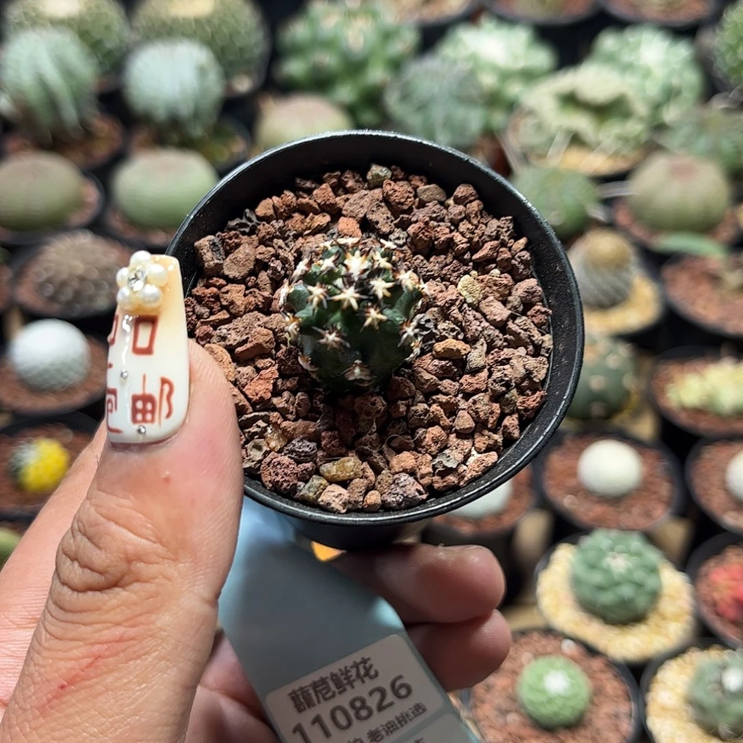 110825一物一拍单