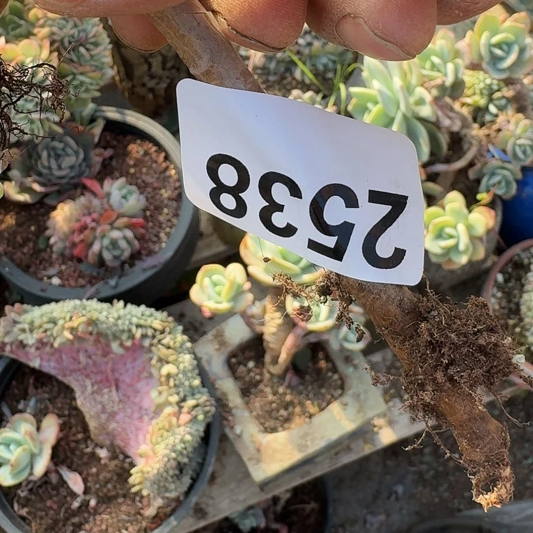 黔****g31316161161661313131