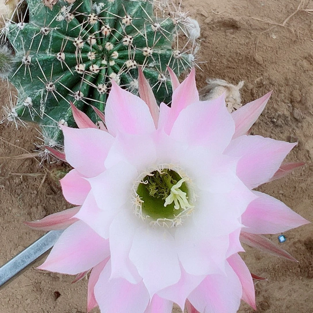 彩草彩草0000000258