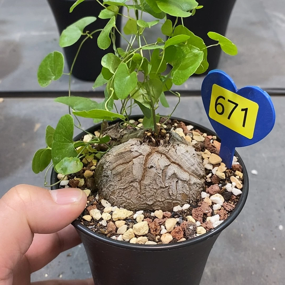 南非龟甲龙龟甲龙