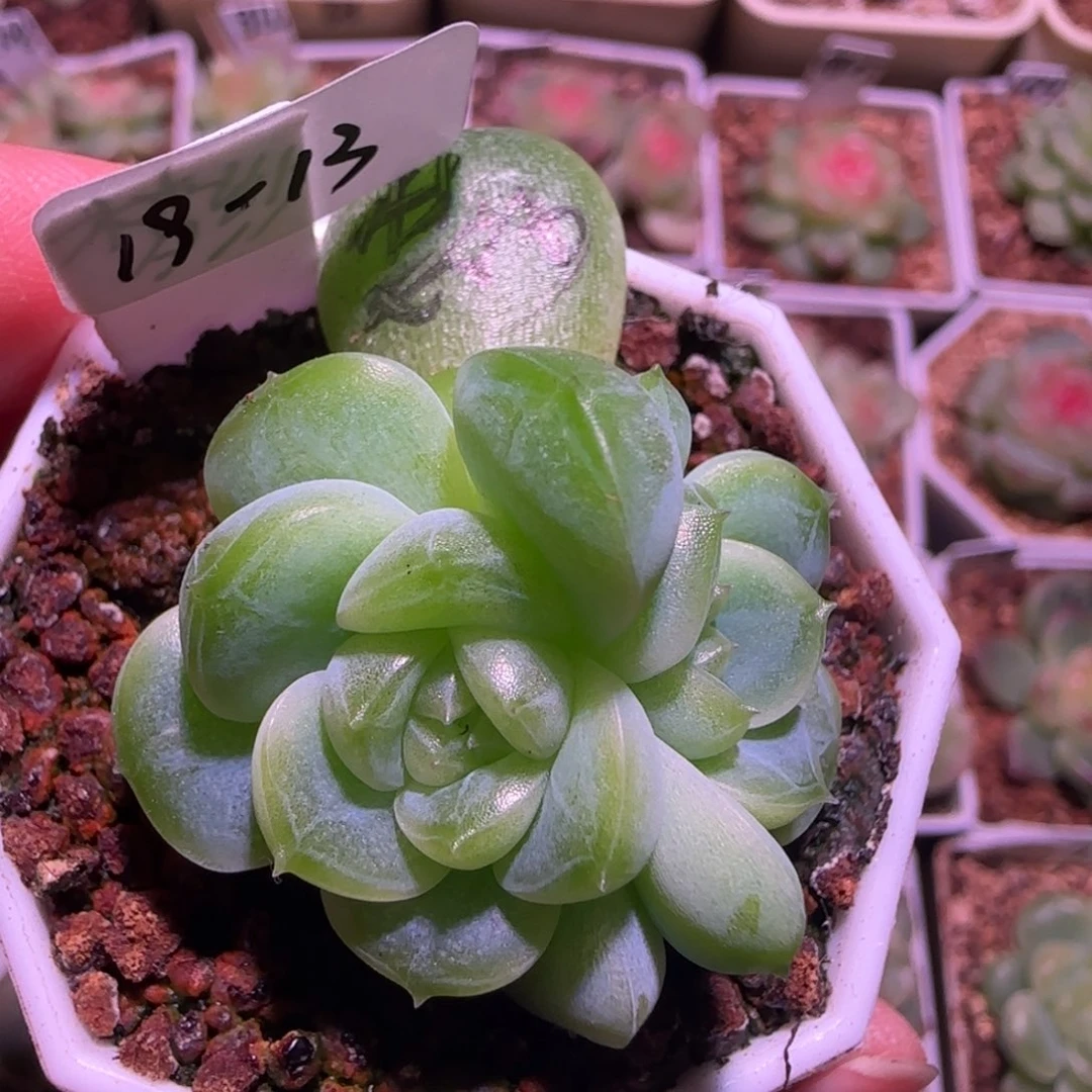 蝶***儿19-13福利梦纱双头