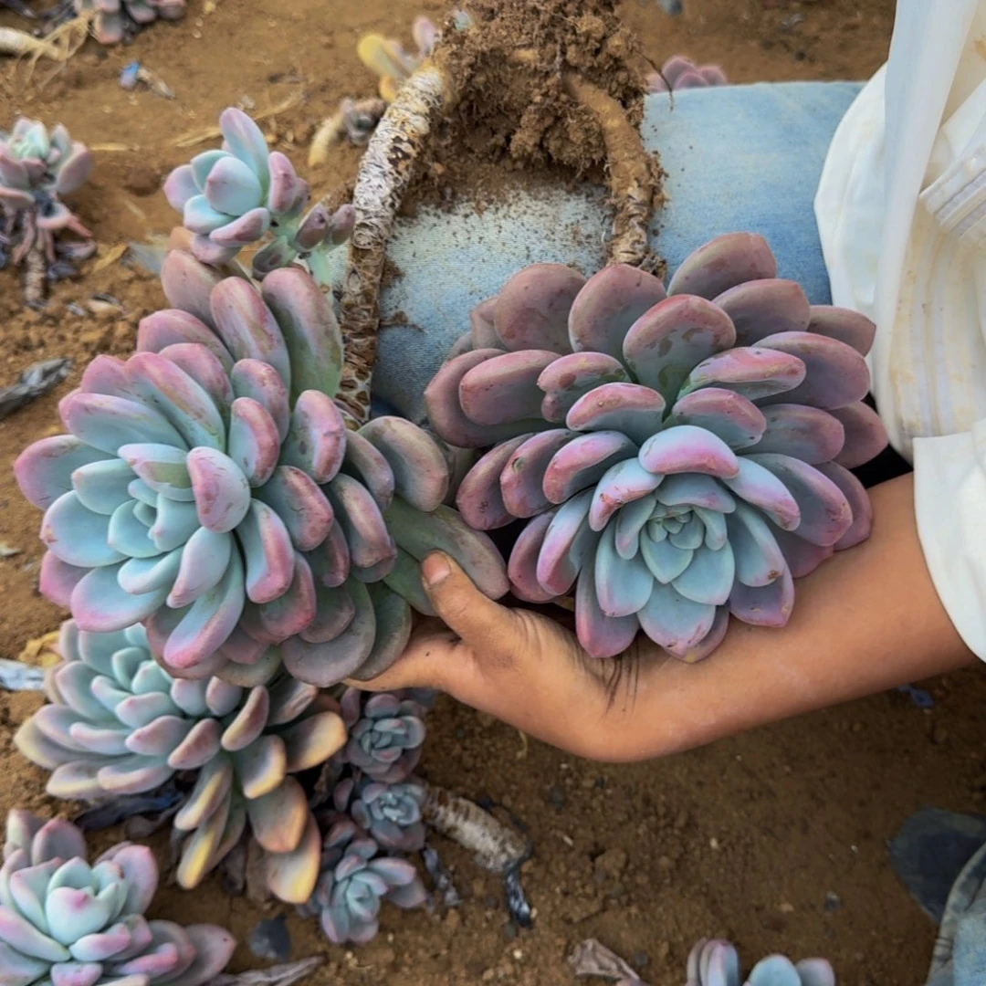 微***有奥普 一颗 不包损44号