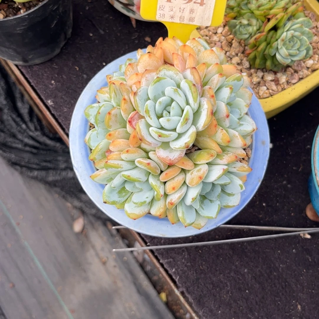 芜***.多肉植物1111111111111