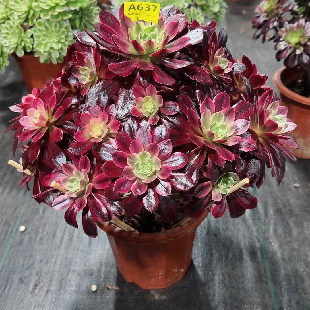 白婚纱法师多肉植物637