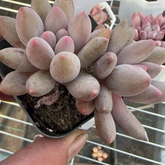 223红蜻蜓一物一拍多肉