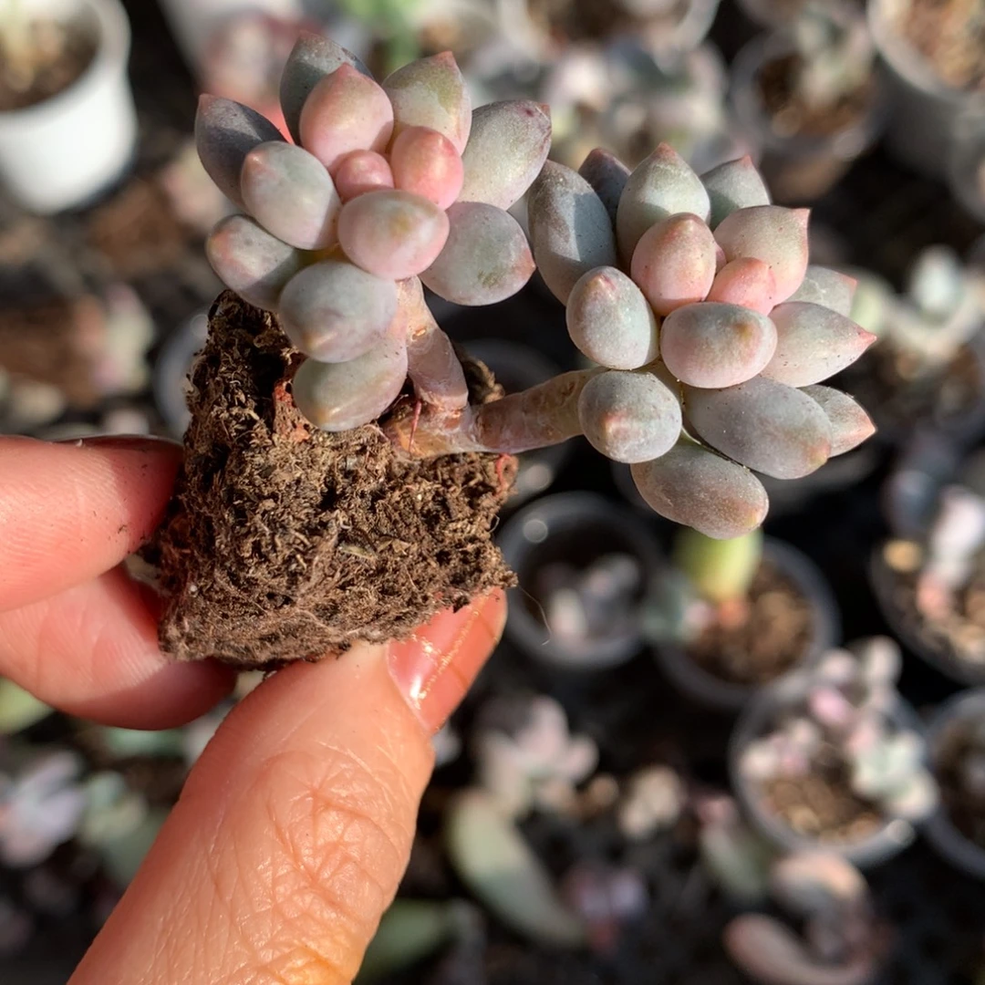 蓝莓和高后给哈更尴尬