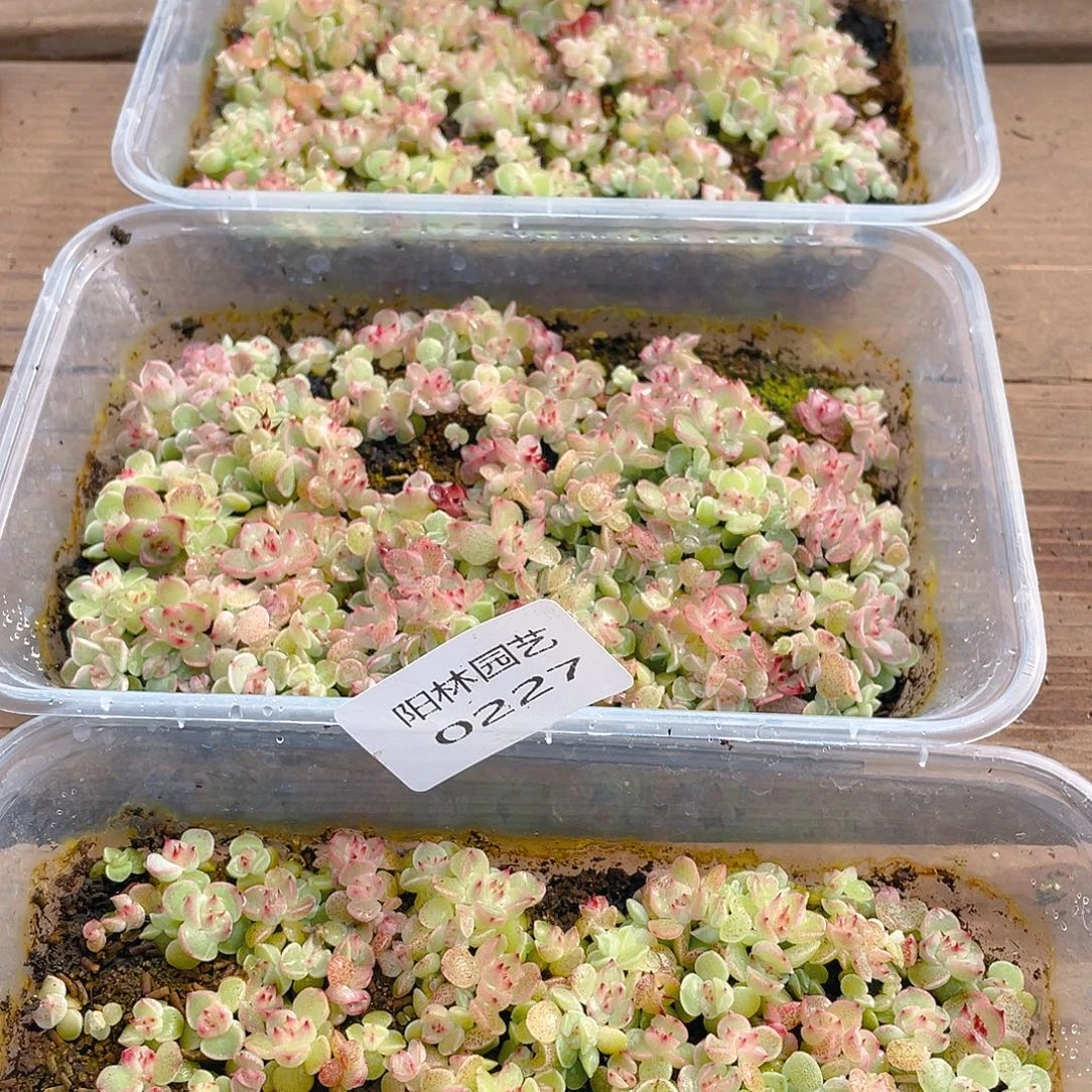 熊***宝多肉植物多肉植物227