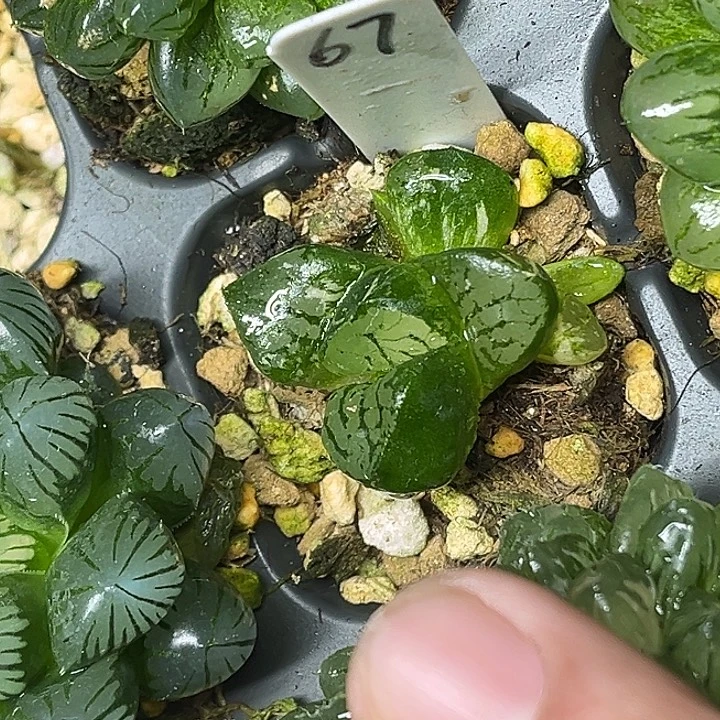 67龙禧克锦脱土发货