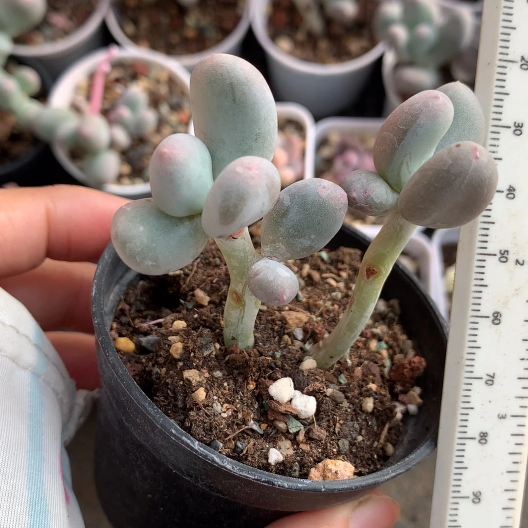 米可奶酪多肉米可奶酪