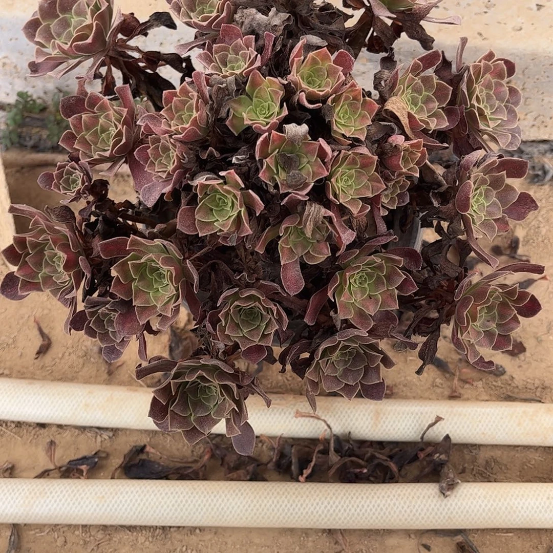 花纳863不包断枝的