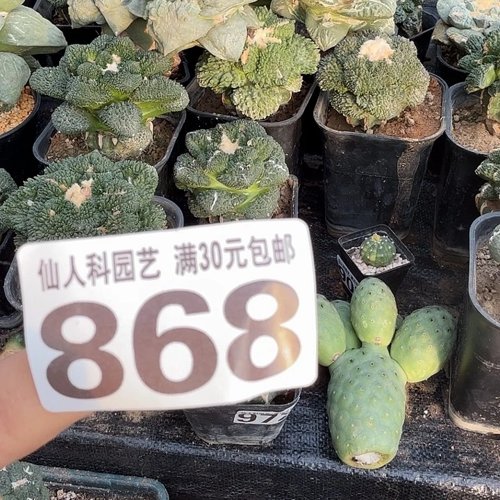 无花朵868刚出根佛头仙群仙人球