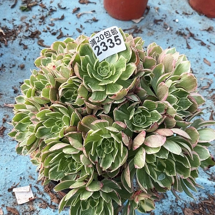 2335 一颗海王法师