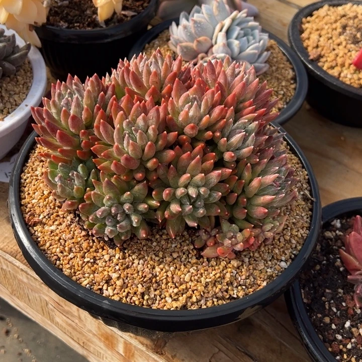 炫彩星 群生 夏鸣园艺