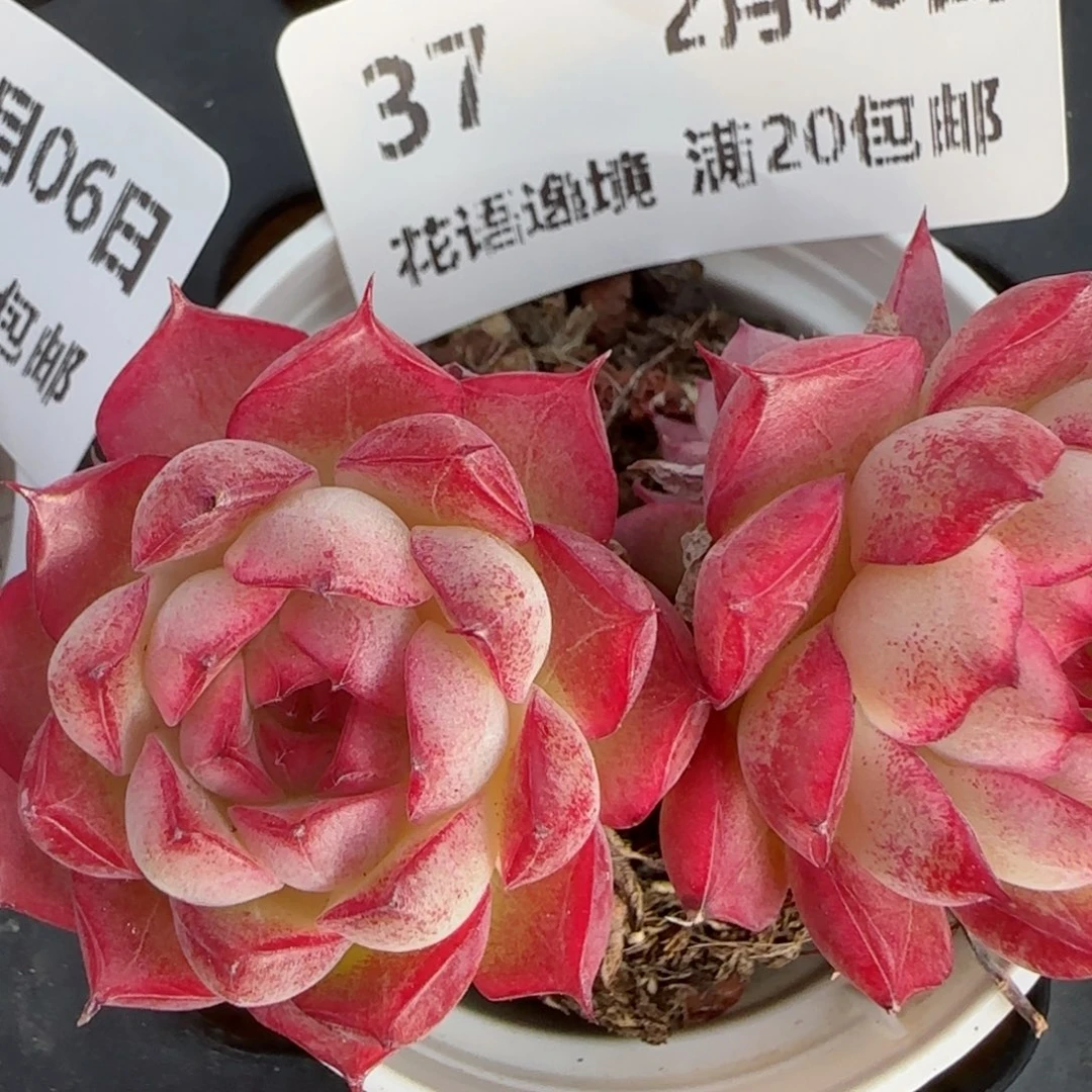 花语逸境0206-37