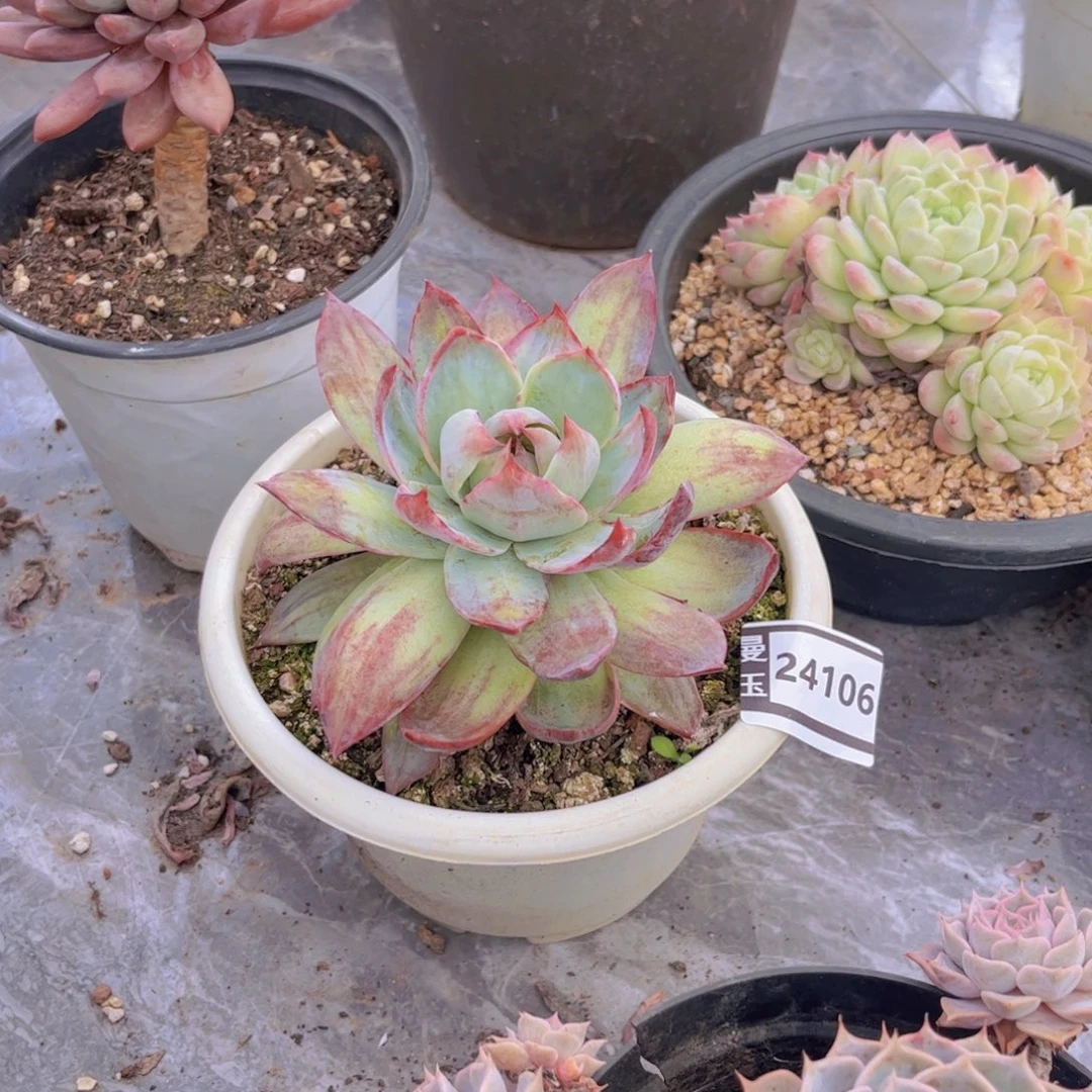 惊鸿多肉植物24106