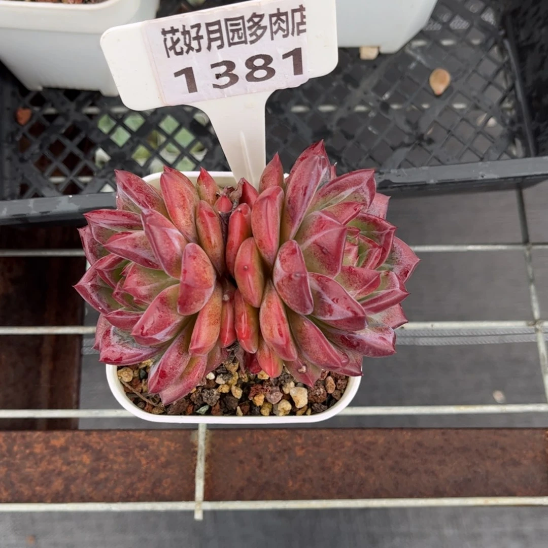 美***情多肉植物1381…………..