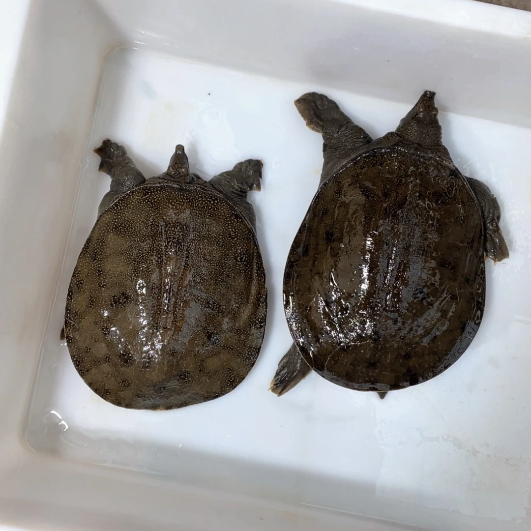 中国大陆野生甲鱼 包邮