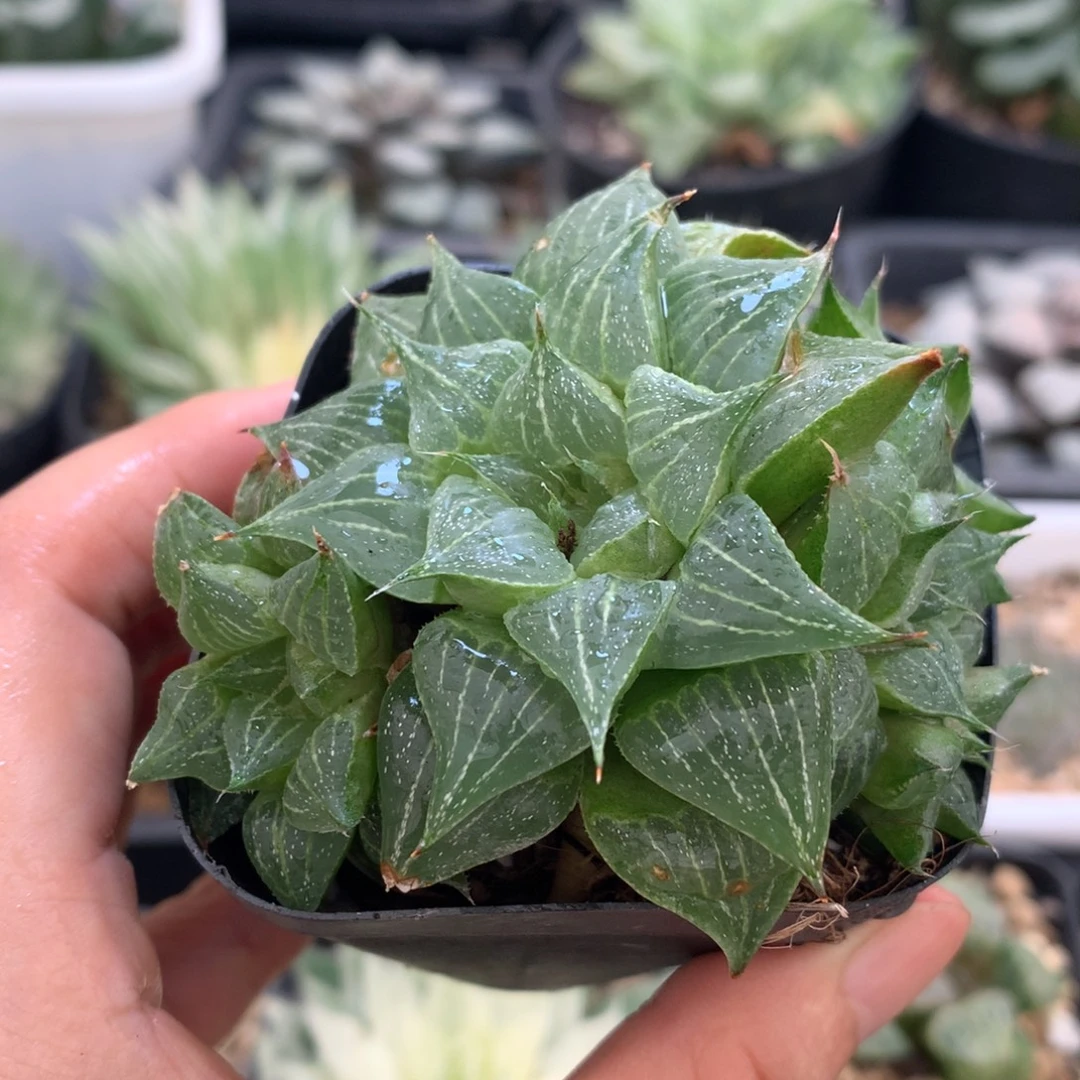 群生葫芦娃，带盆发货
