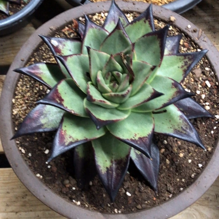 斯蒂夫美乌特惠111111