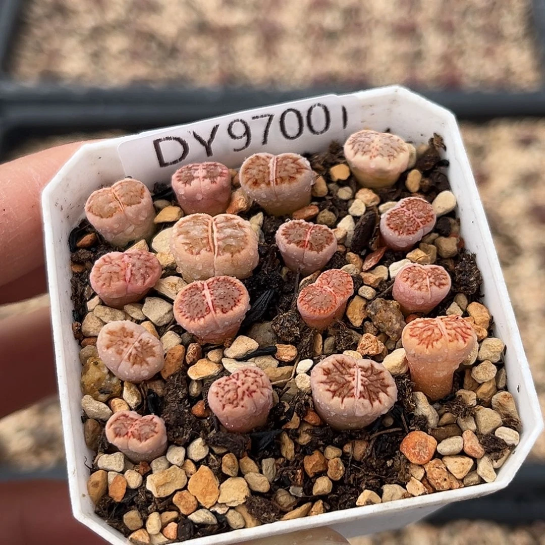 一物一拍红窗菊锦9700