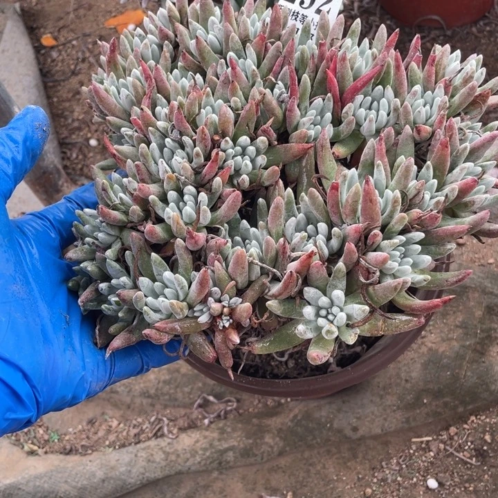 292号雪花多肉植物