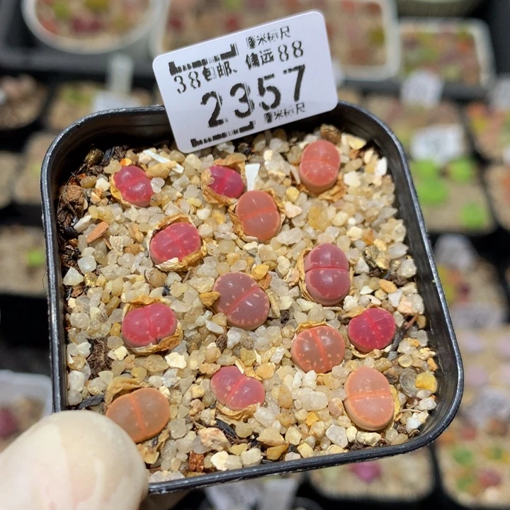 ?****rzzx精品生石花2357