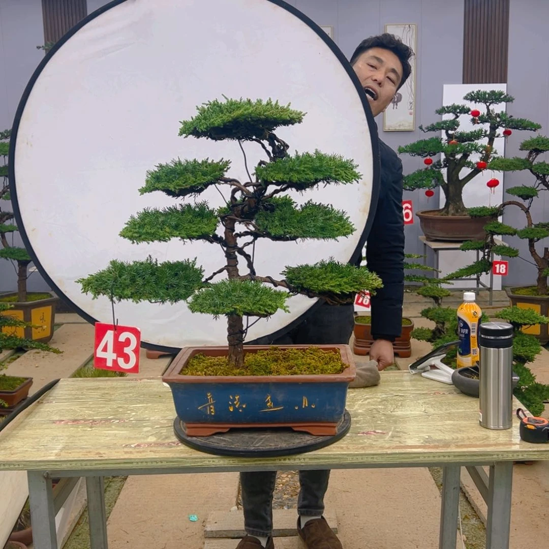 盆景龙爪松造型盆景