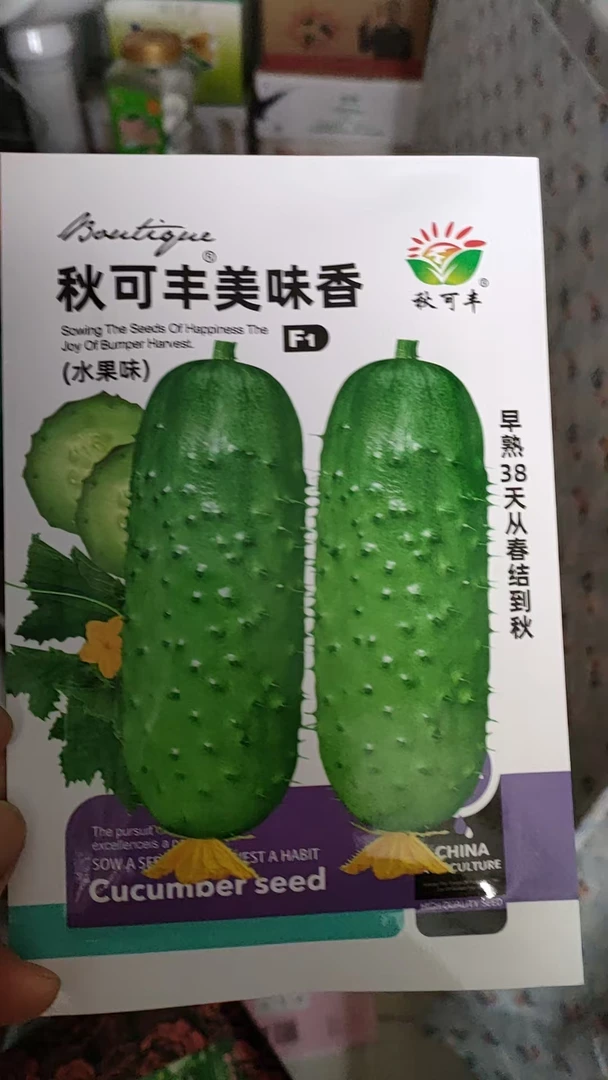 美味香水果黄瓜籽易种植高产黄瓜种子