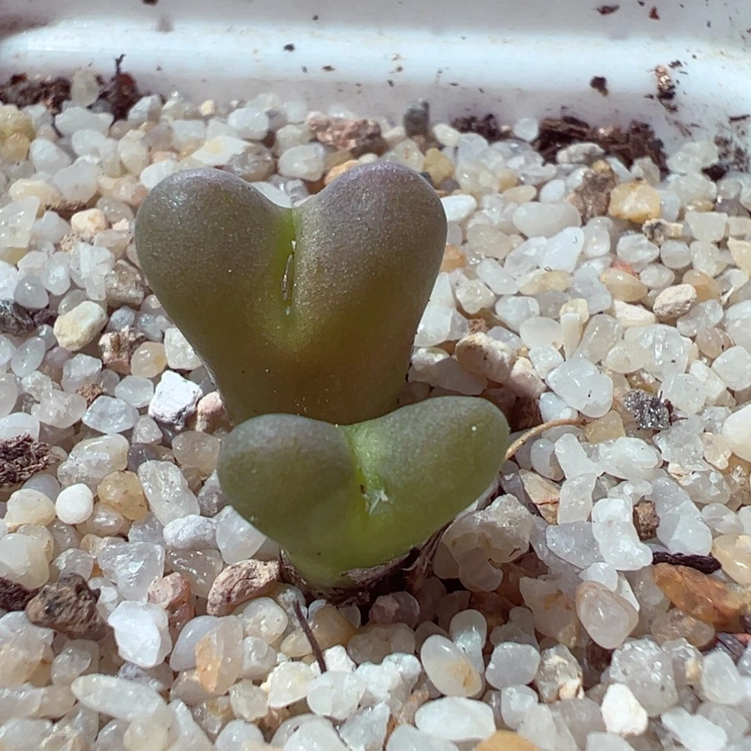 104-444多肉多日鲁提辖