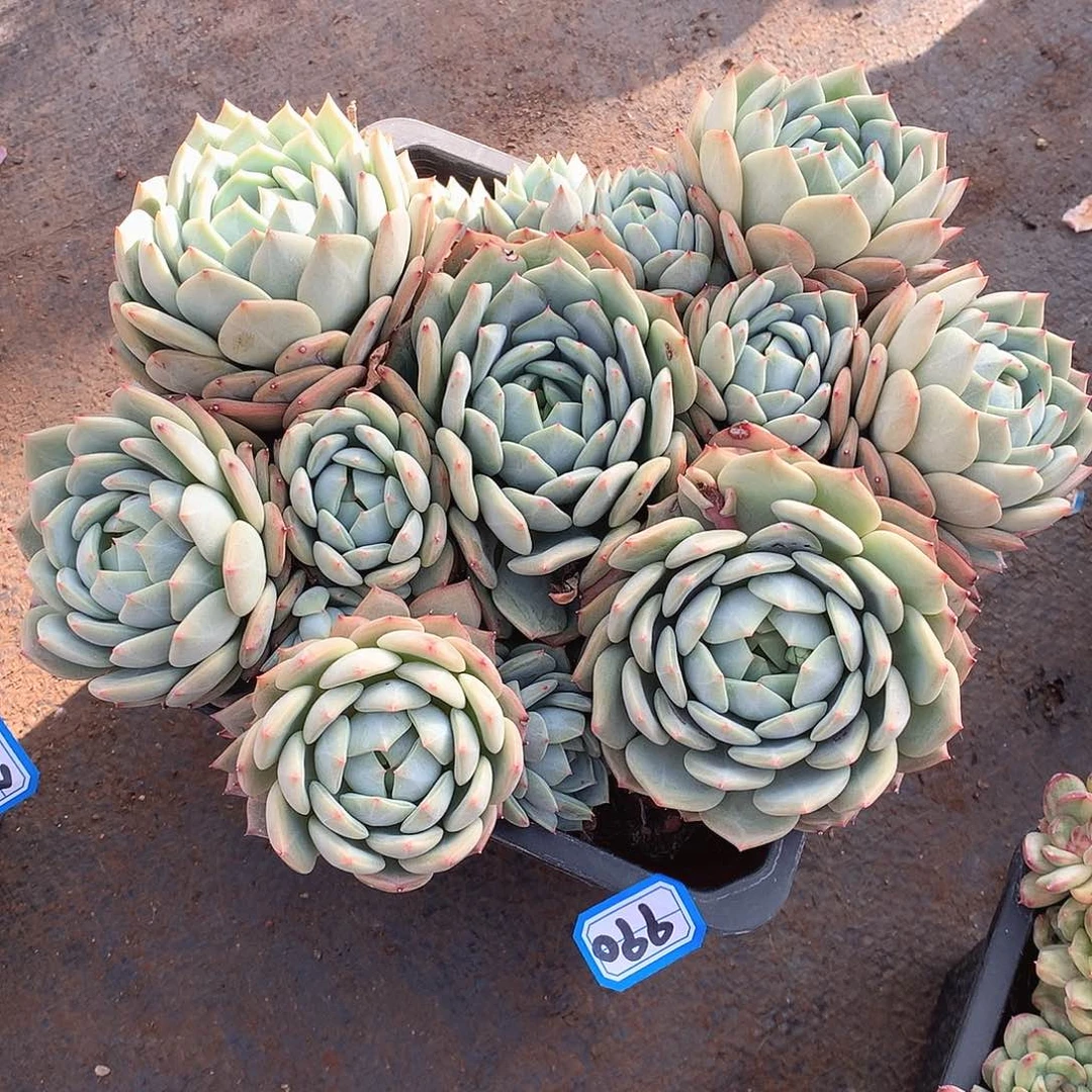 990蓝眼睛 一物一拍多肉