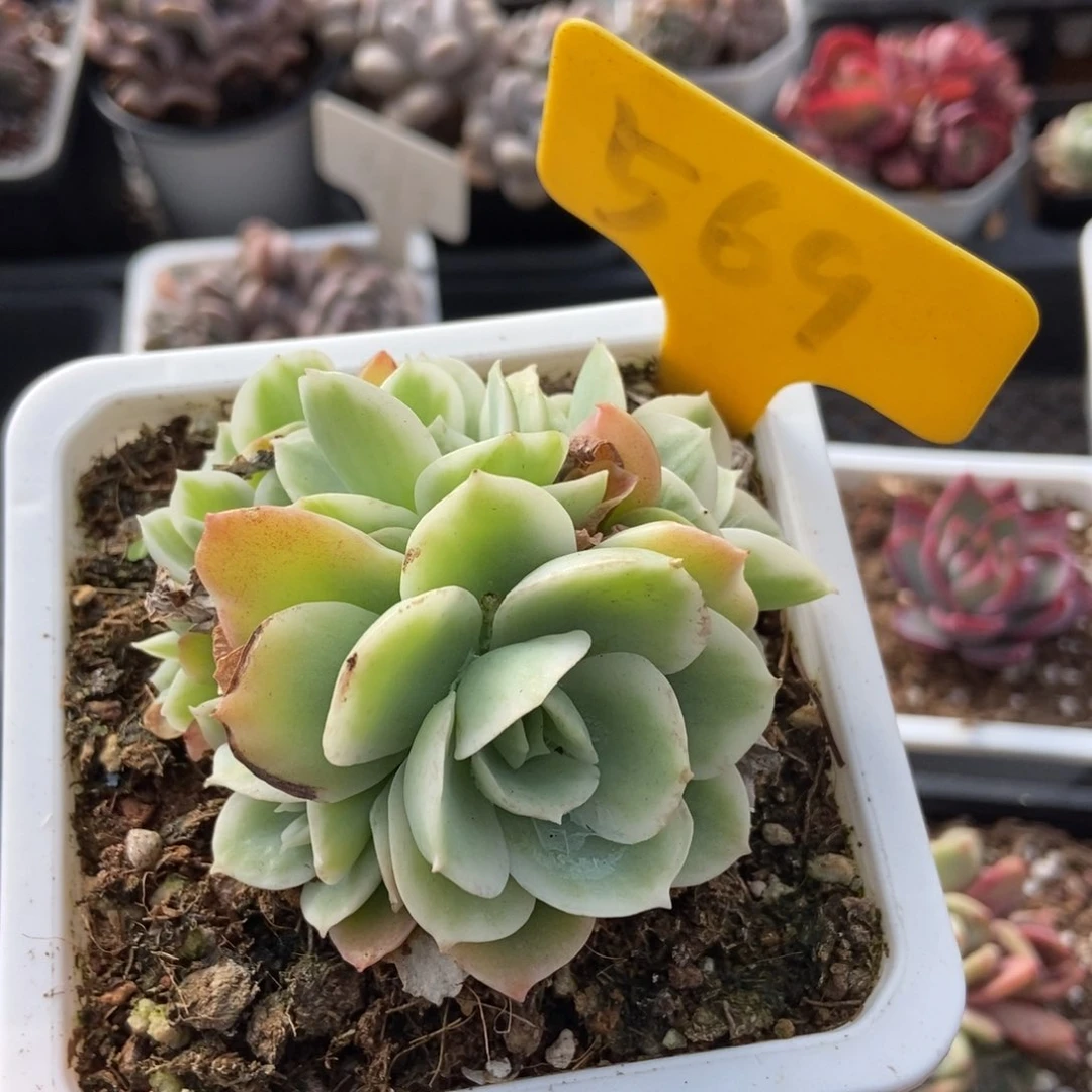 569柠檬玫瑰unsourced and多肉