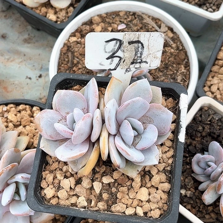 双头奶茶32号码牌子的话题