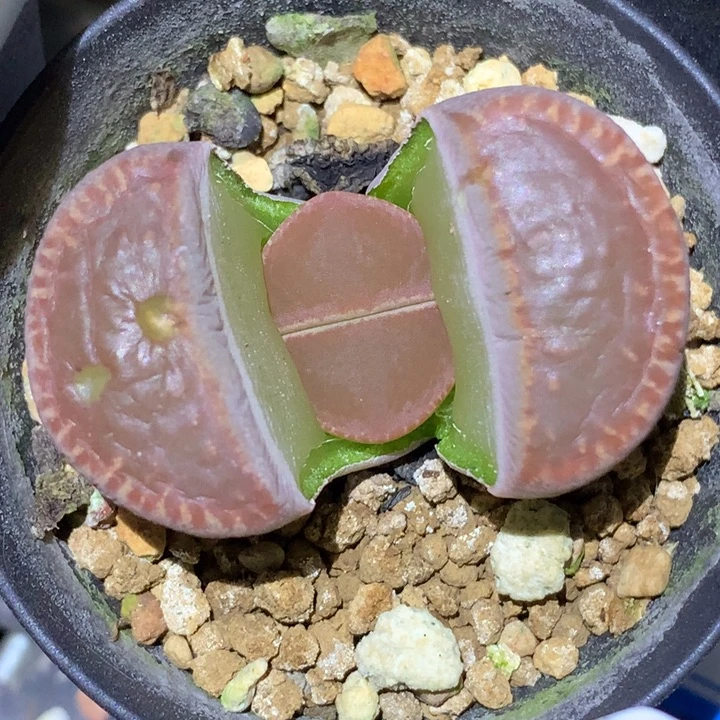精品多肉植物精品多肉全窗48
