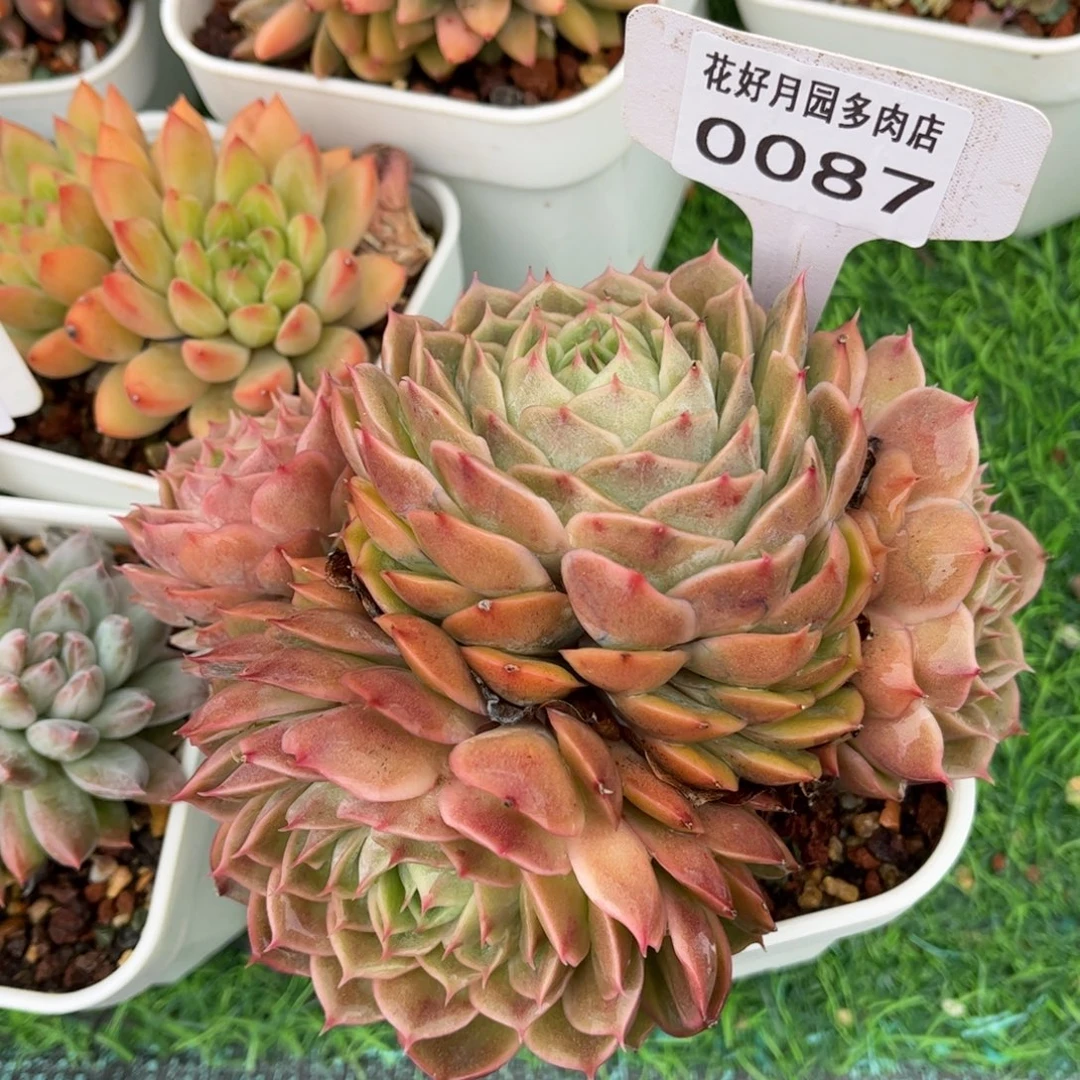 多肉植物0087满30包邮