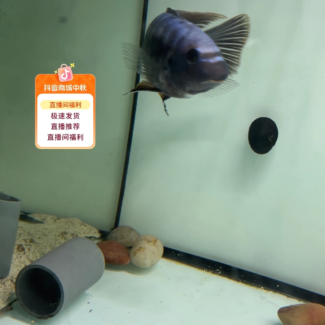 大***路海水鱼32号大米坦德