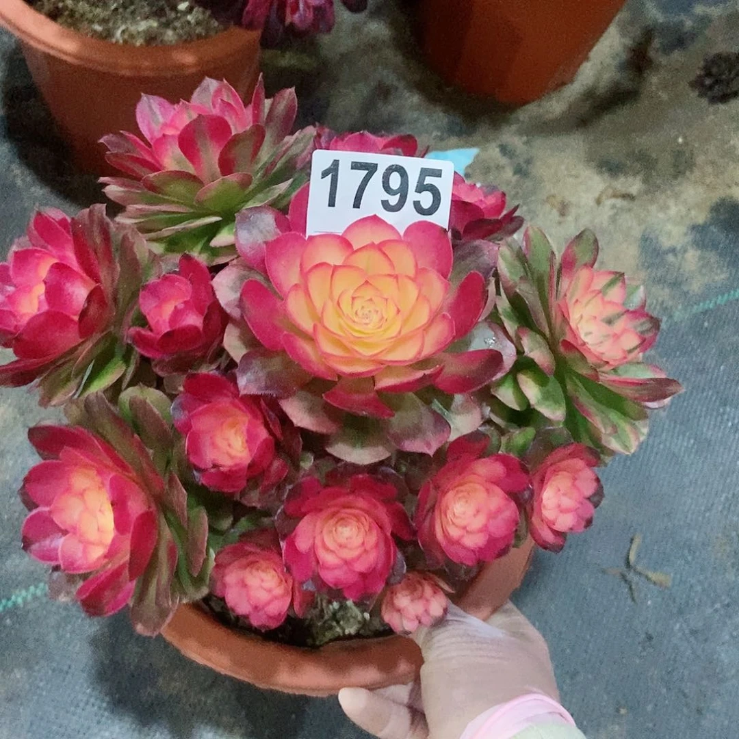 红陶1795荔枝4冠服18