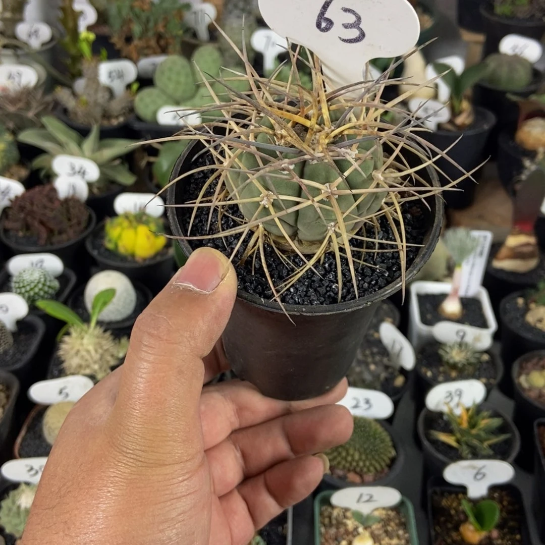 狂刺光淋玉一物一拍