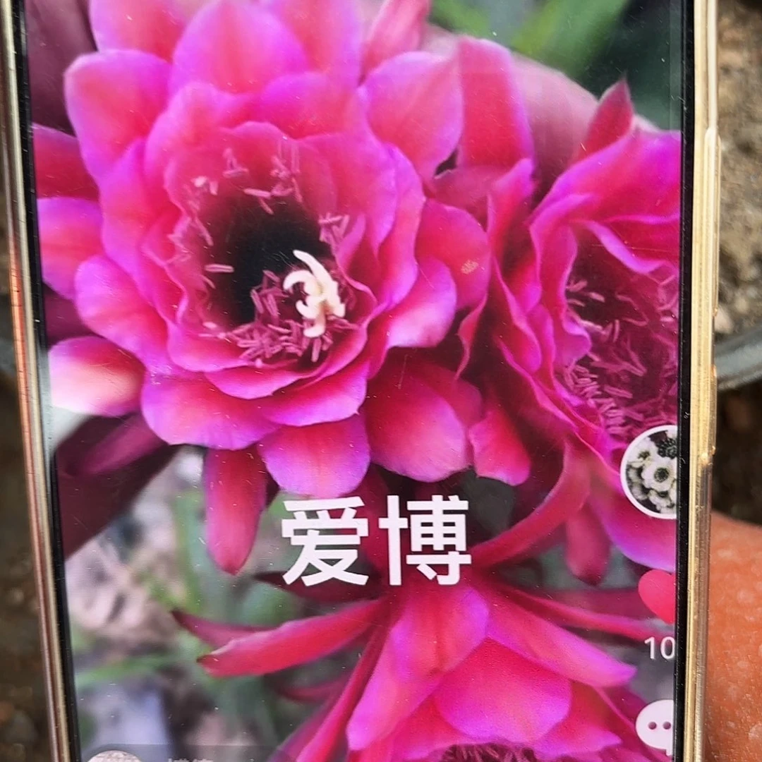 带根爱伯金妞10公分